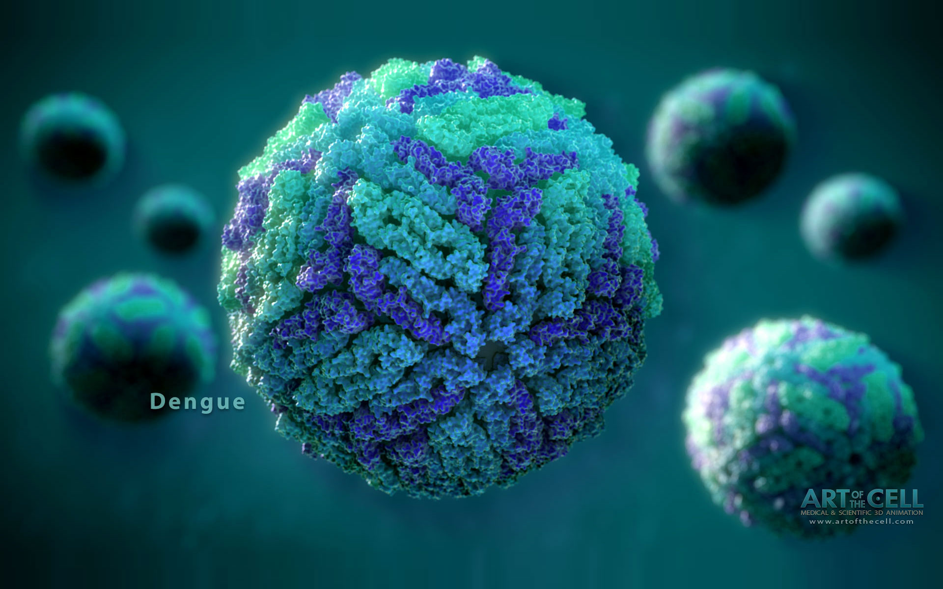 Dengue Virus - 019 - Medical & Scientific Video Animation ...